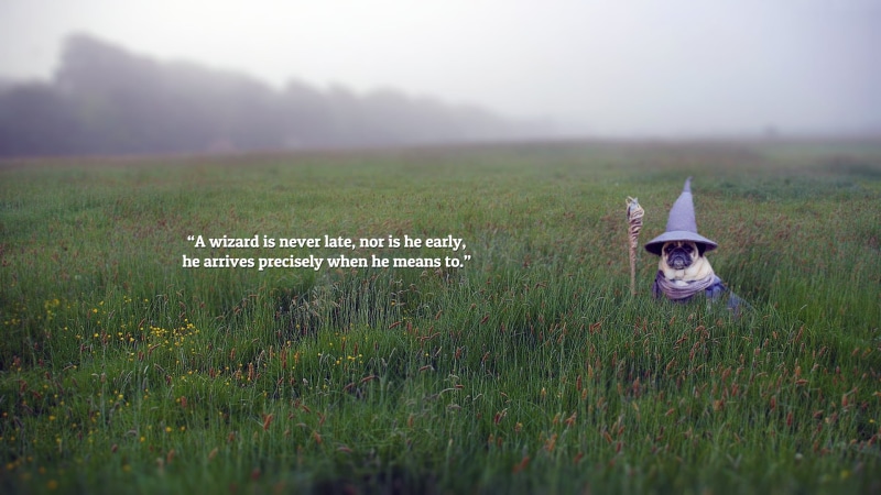 monkey, day, animal themes, fog, communication, environment, plant, selective focus, text, one animal, field, land, quote, landscape, 1080P, nature, rural scene