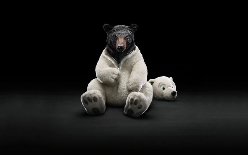 portrait, digital art, indoors, no people, animals, animal, mammal, animal themes, relaxation, canine, one animal, black, domestic, bear, looking at camera