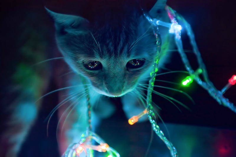 wearing, focus on foreground, animal head, domestic Cat, close-up, 1080P, cyan, looking at camera, beautiful, whisker, tabby, domestic, one animal, lights
