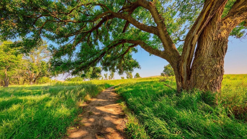 sunny day, meadow, field, sky, 1080P, countryside, landscape, sunshine, path, grass, rural area, grassland, nature, tree