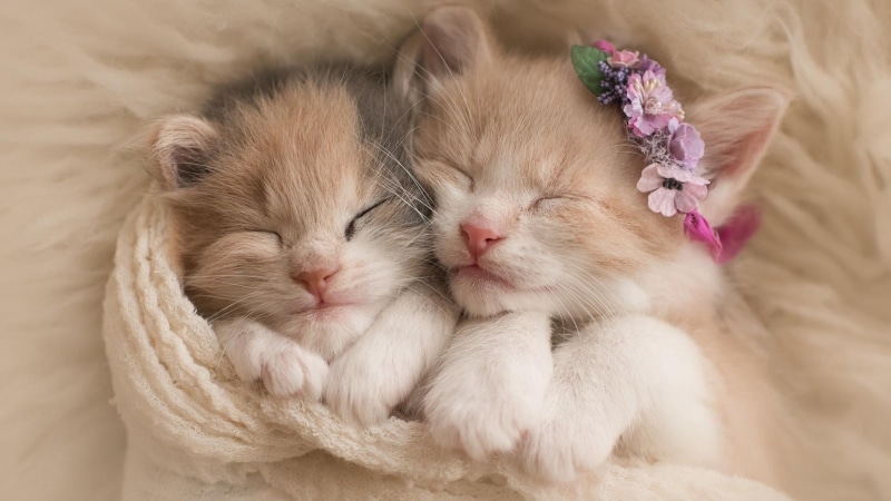 funny, cute, kittens, cat, tabby, white, cats, orange, sleeping, two, kitty, sleep, 1080P