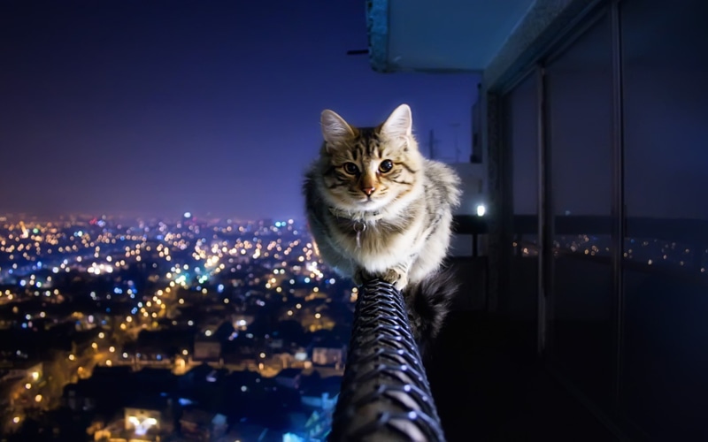 1080P, animal, cute Cat, cat, kitten