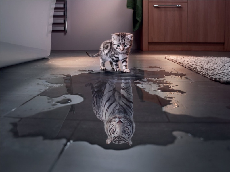 White Tiger, Funny, Cats, Cat, Kitten, Manipulation, 720P, Cute, Tiger