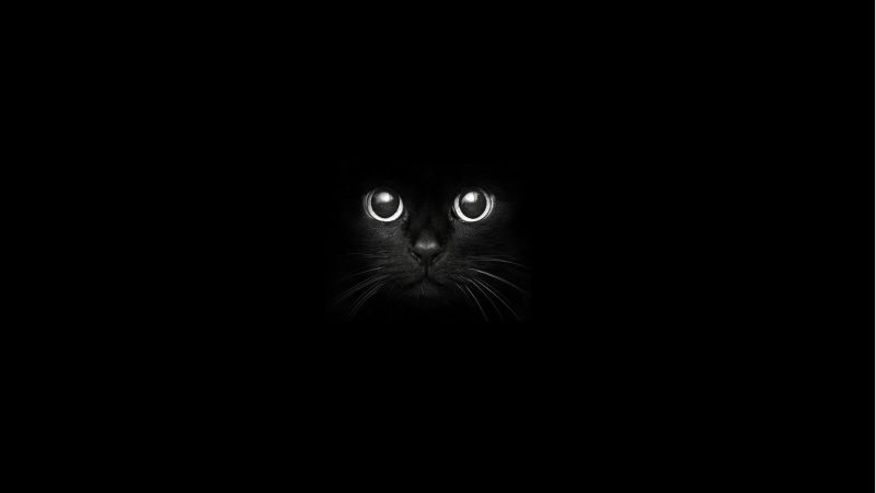 indoors, portrait, cat, no people, copy space, pets, looking at camera, mammal, studio shot, black background, animal eye, domestic animals, domestic, black