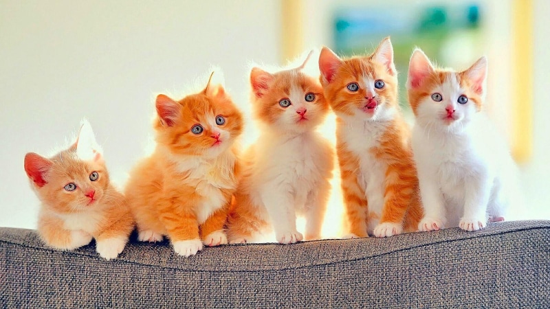 cats, whiskers, cat, kittens, mammal, blue eyes, domestic cat, kitten, 1080P