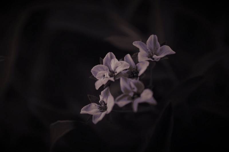 dark, nature, lights, no people, flower, outdoors, pink color, artificial, plants, close-up, pollen, focus on foreground, inflorescence, flower head, flowers