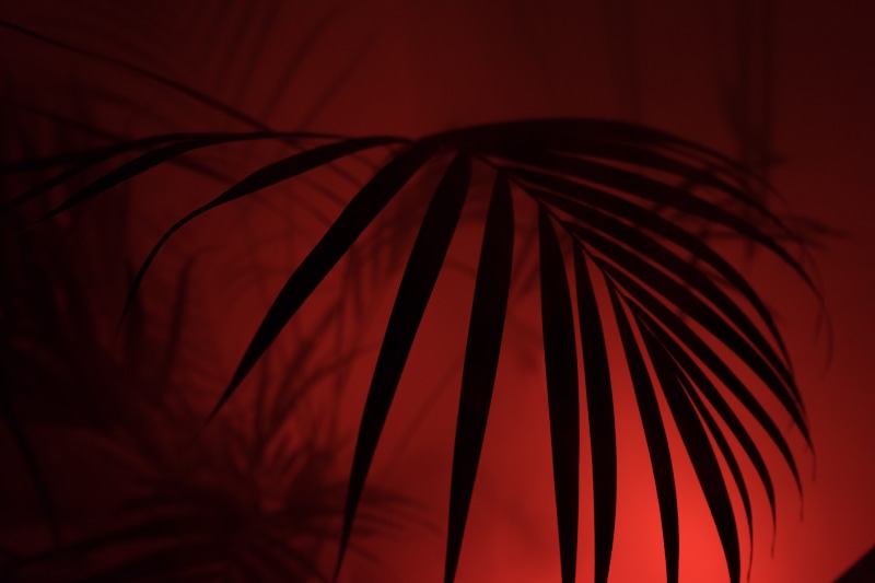 light, outdoors, plant, background, Palm, neon lights, selective focus, shadow, no people, Hipster, close-up, plant part, palm tree, smoke, pattern, backgrounds