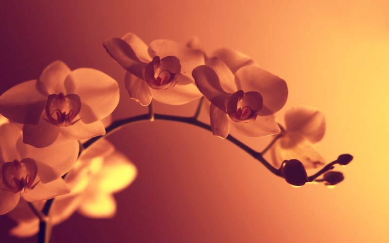 photography, artificial lights, macro, orange flowers, 1080P
