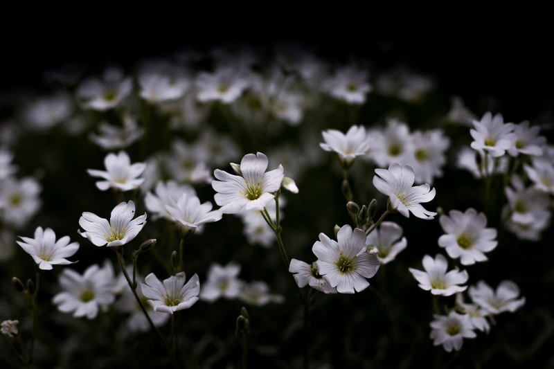 flowers, white color, inflorescence, pollen, dark, freshness, plant, fragility, lights, white flowers, day, close-up, field, 720P, flower, nature, macro