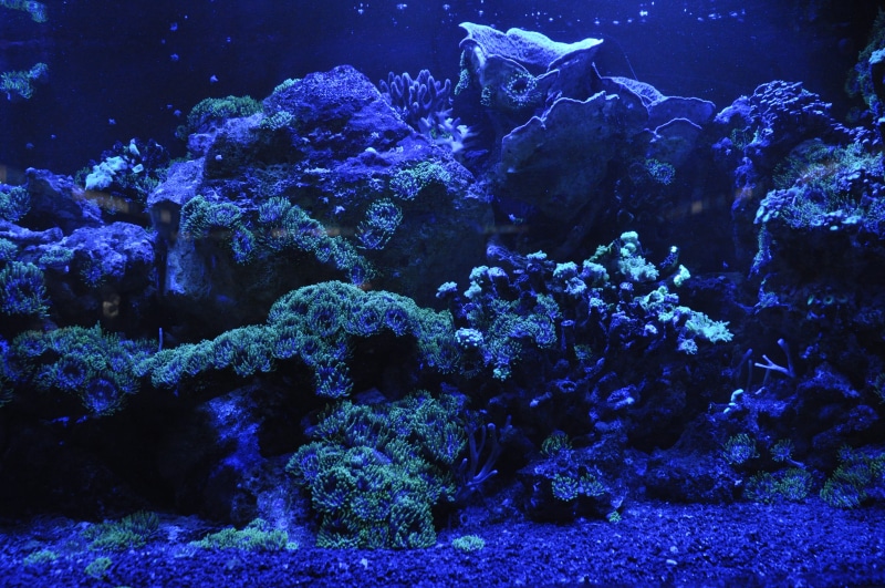 underwater world, neon, invertebrate, dark, aquarium, ocean, animals in the wild, fish, light, blue, vertebrate, mouth guard, photo, neon colors, salt water