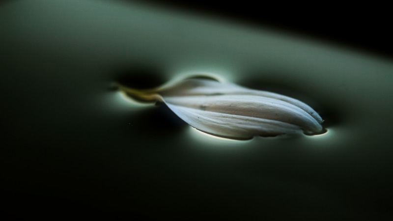nature, underwater, marine, photography, indoors, invertebrate, 4K, petals, simplicity, shell, macro, no people, white, close-up, black background, artificial lights