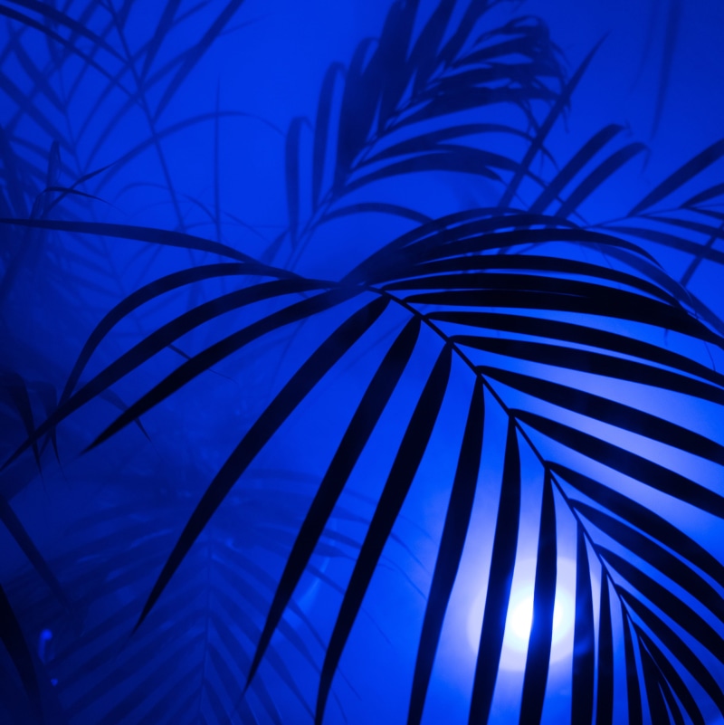 image series, lamp, palm leaf, background, Hipster, art and craft, art, colorful, neon lights, series image, blue, low angle view, day, plant part, neon