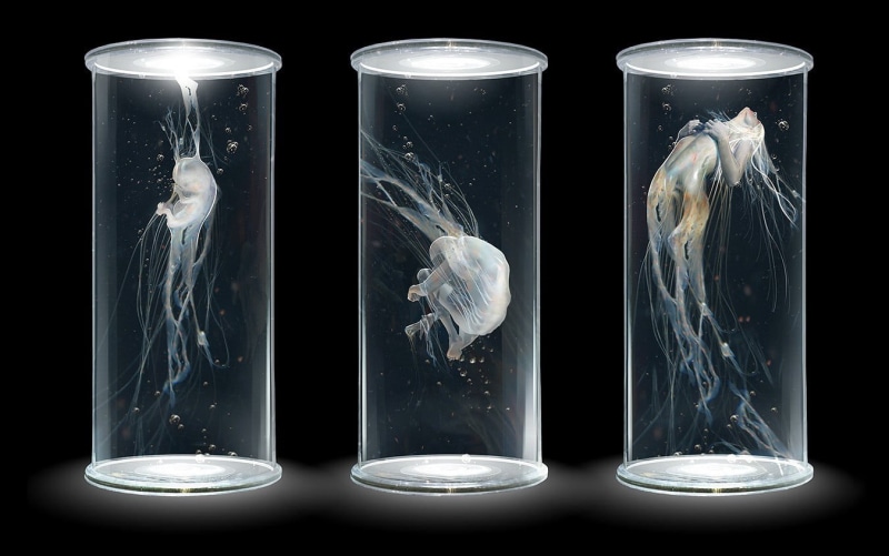 evolution, artwork, jar, glass, transparent, power supply, 720P, science, electricity, no people, container, social issues, animal themes, illustration