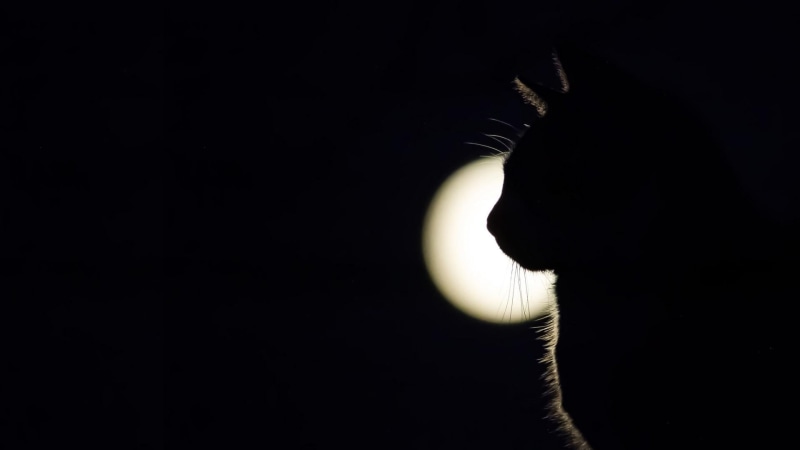 moonlight, cat, animal wildlife, midnight, dark, black background, sky, one animal, portrait, backlighting, domestic, black and white, atmosphere of earth