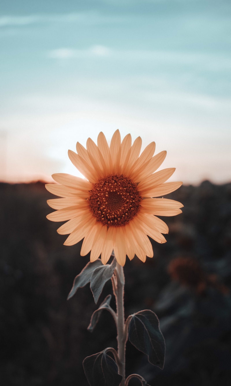 plant, photography, backlit, leaf, backlight, yellow, macro, springtime, petal, flower Head, sunset, sun, nature, sunny, bright, season, field, 5K, meadow