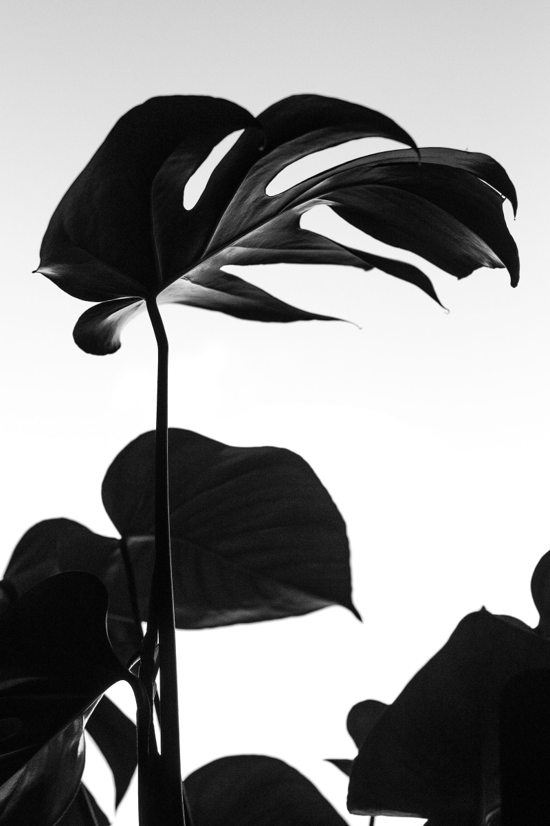 no People, black And White, isolated, close-up, silhouette, interior design, clear, monochrome, leaves, decor, minimalistic, 4K, bw, leaf, dark, plant