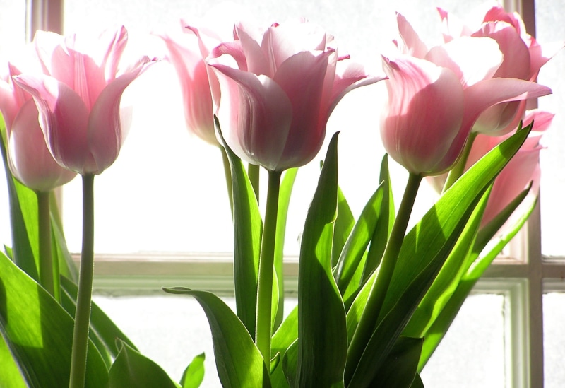 petal, tulip, plant, 1080P, pale, flowers, flower Head, springtime, flower, bouquet, nature, tulips, pink, backlight
