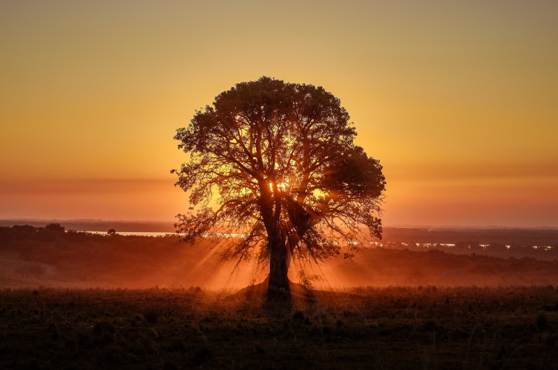 sun, golden hour, costa, back Lit, lines, niebla, dust, silhouette, field, Argentina, polvo, view, sunrise - Dawn, fog, tree, Entre Ríos, tierra, Tree of Life