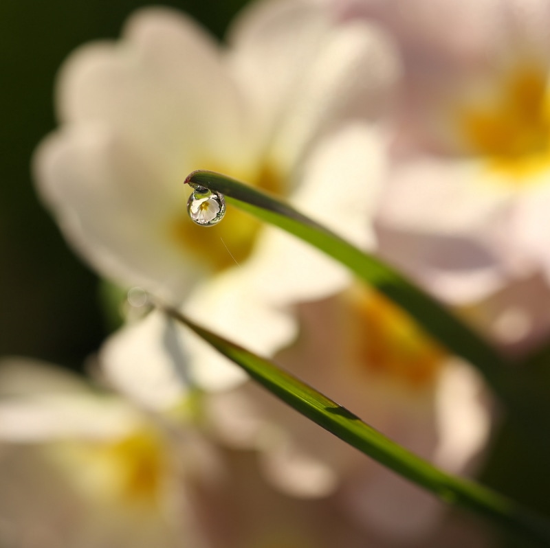 close-up, nature, petal, spring flowers, globule, delicate, prima rosa, green, photo, thread, shadow, green leaves, refraction, sunlit, petals, flower