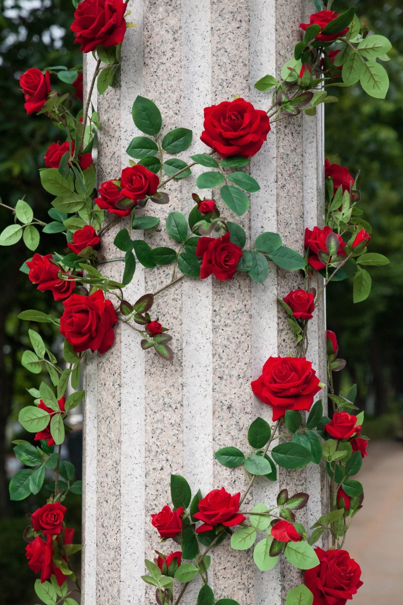 no people, fragility, outdoors, rose - flower, park, rose festival, roses, spring, leaf, rose, festival, flower head, rose park, rose garden, growth, flower