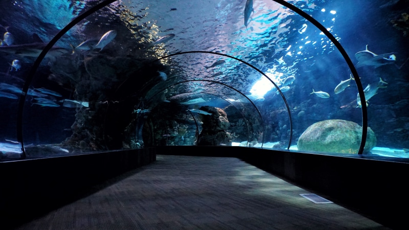 built structure, hallway, illuminated, tunnel, tank, animals in captivity, lifestyles, fish, arch, aquarium, real people, walkway, incidental people, silhouette