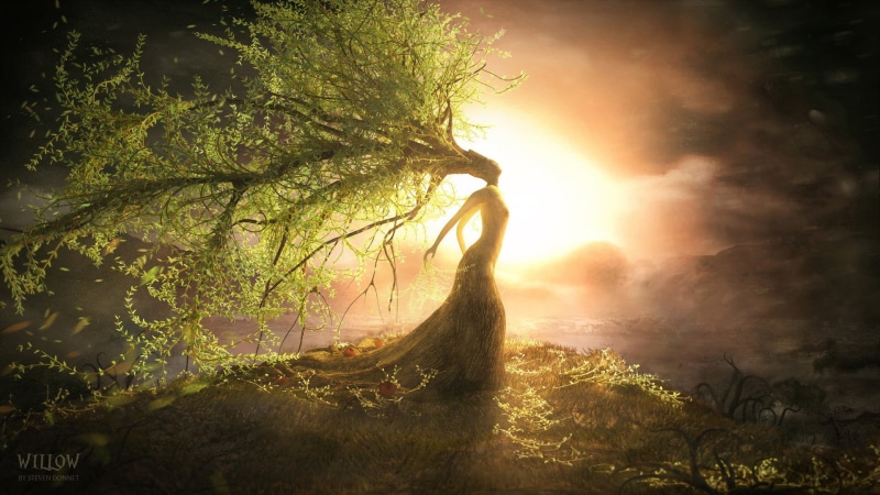 sunset, illusion, sunbeam, branch, plant, clouds, scenics - nature, trees, tranquility, steven donnet, growth, 1080P, environment, sun, nature