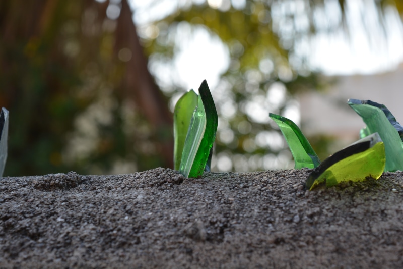 vulnerability, close-up, tree trunk, outdoors, wood - material, no people, new life, growth, textured, surface level, day, focus on foreground, 5K, green color