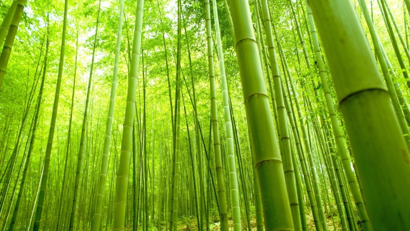 forest, bamboo, 1080P, bamboo forest, green, fresh, nature