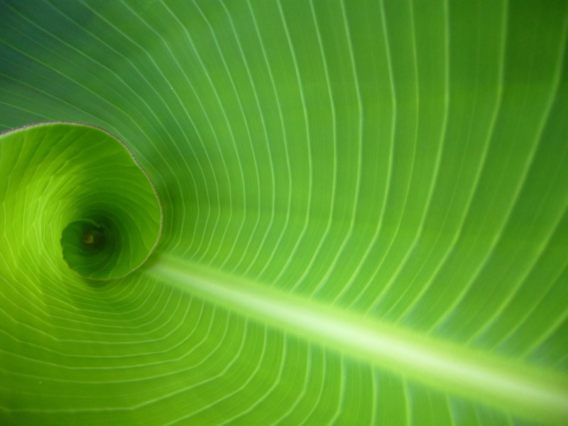 abstract, banana, pattern, freshness, backgrounds, leaf, green Color, close-up, plant, 2K, nature, macro, interior