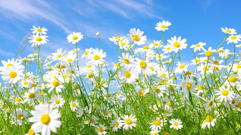 botanical, april, color, fresh, growth, natural, garden, close, meadow, field, botany, daisy, chamomile, colorful, freshness, bloom, bright, flora, grass