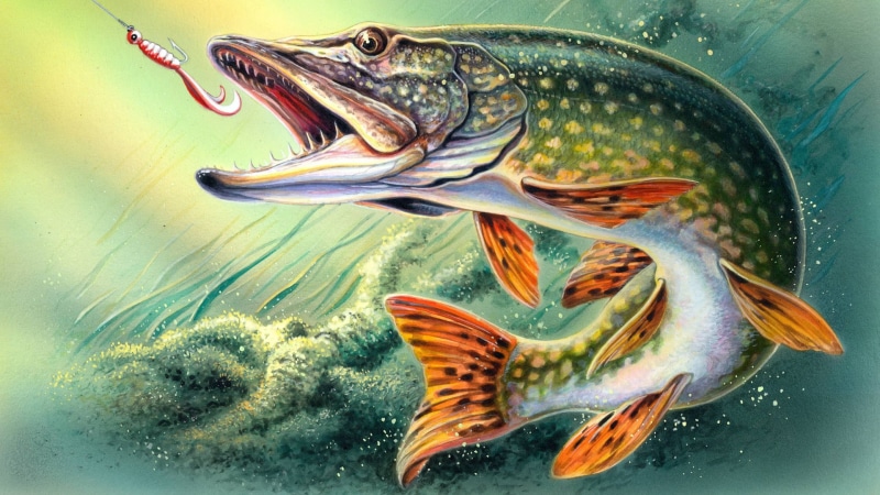 fishing simulator with RPG elements, close-up, figure, animal, food, art, underwater, water, vertebrate, 1080P, virtual, sea Life, freshness