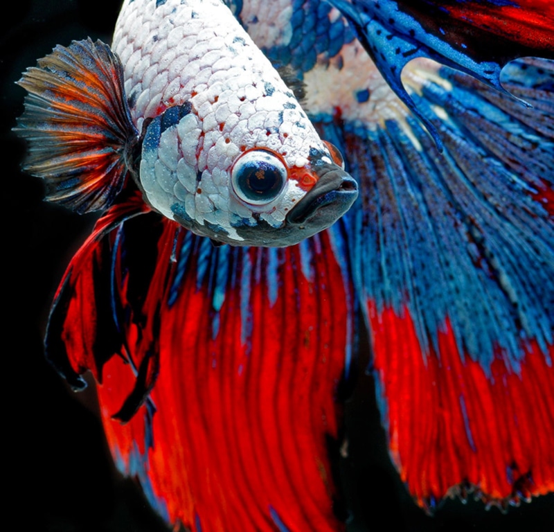 sea, underwater, close-up, red, vertebrate, water, animal themes, one animal, animals in the wild, sea life, tropical, marine, betta, Siamese, animal head