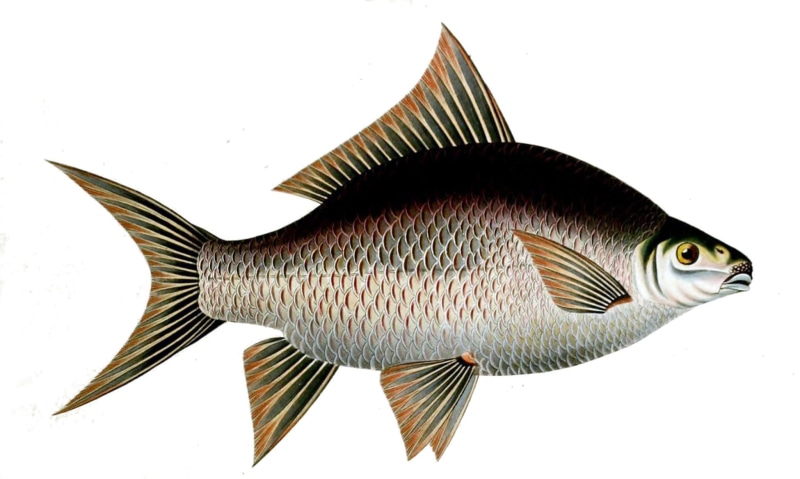 1080P, animal themes, fish, isolated, one animal, animal wildlife, still life, sea, Indian Carp, studio shot, public domain, marine, Catla catla, sea life