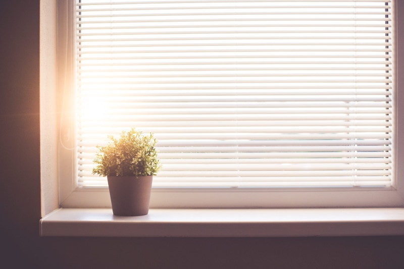 sun, clean, house, potted plant, day, sunlights, close-up, Window, Shining Through, green, growth, no People, sunlight, window frame, minimalistic, minimalism