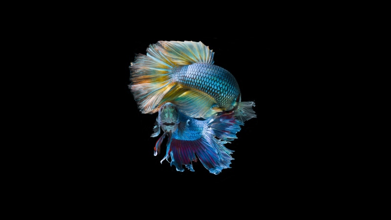 aquarium, water, sea, aquatic, 5K, multi Colored, studio shot, pets, backgrounds, tail, red, fish, fishbowl, sea life, siamese Cat, one Animal, animal wildlife