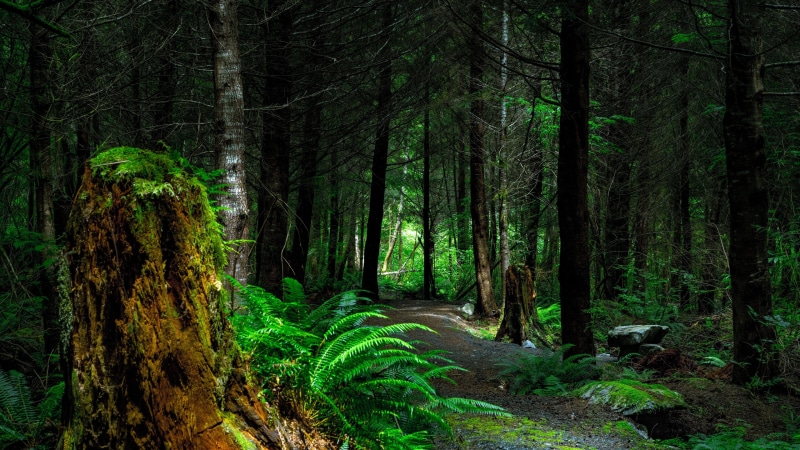 4K, forest, pathway, forest path, deep forest, fern, woodland, thick ...