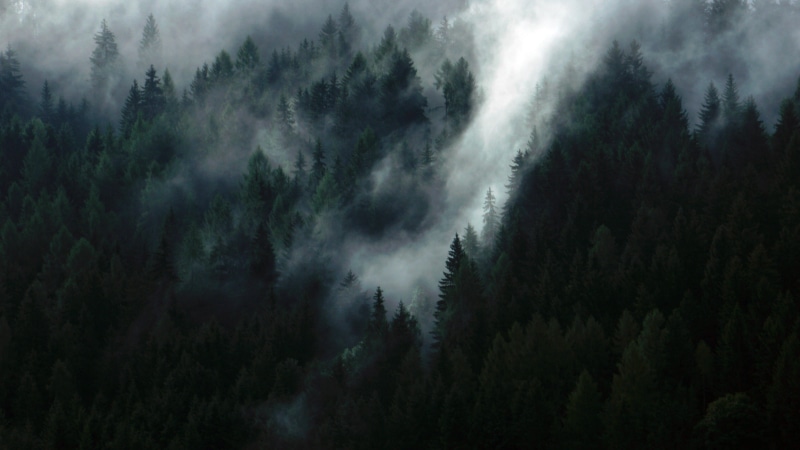 tranquil Scene, wilderness Area, tree, color Image, trees, woodland, environment, green, mountain, 5K, epic, hill, non-Urban Scene, deep, evergreen, sky
