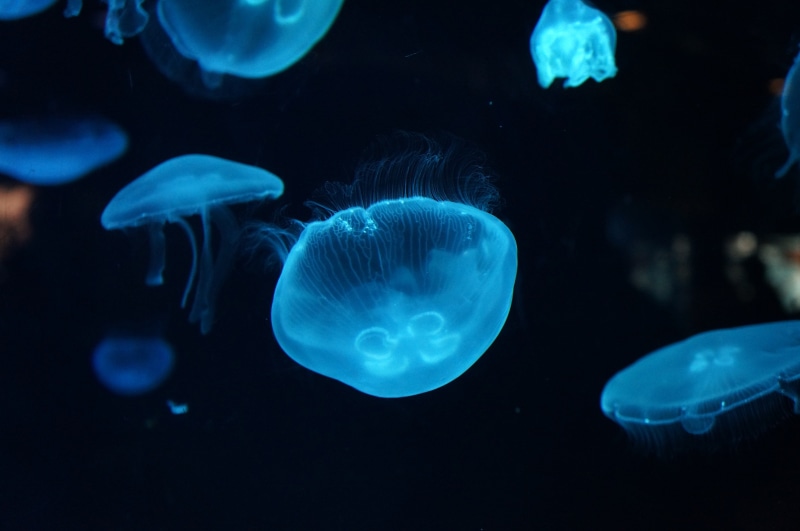 Underwater, 4K, Deep sea, Jellyfish, 4K