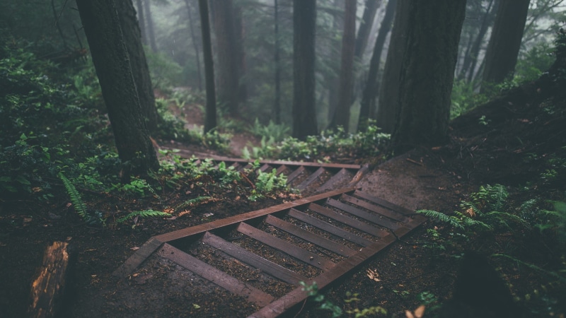 forest, deep forest, 1080P, jungle, trees, plants, nature, stairs
