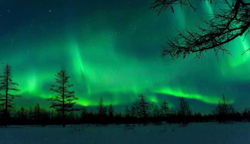 plant, cold temperature, astronomy, space, aurora polaris, power in nature, pine woodland, night, winter, tree, sky, pine tree, 1080P, star - space, mystery
