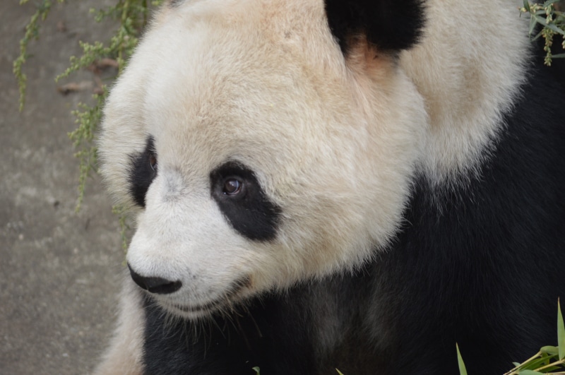 biology, close-up, vertebrate, wildlife Reserve, chengdu, animal body part, 4K, jungle, zoo, black Color, china - East Asia, species, eco, animal themes