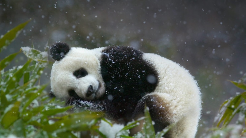 snowing, close-up, white, giant panda, plants, bamboo - plant, wildlife, winter, green, animals In The Wild, animal themes, snow, panda - Animal, day, endangered Species