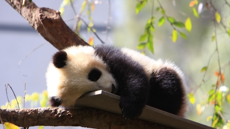 animal wildlife, nature, bamboo - plant, animal themes, no people, wood - material, cute, animals in the wild, plant, panda baby, panda bear, panda, one animal
