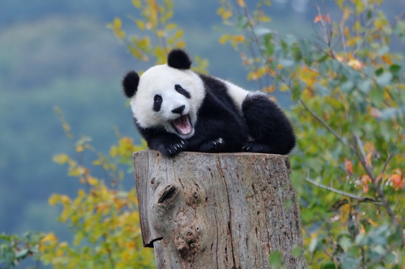 panda - animal, no people, day, resting, tree, mammal, panda, animal wildlife, one animal, nature, 1080P, black, cub, giant panda, white, wood - material