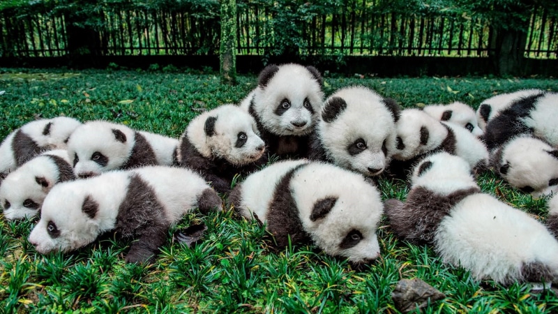 panda bear, 1080P, cute, panda, panda bears, bear, baby bear, giant ...