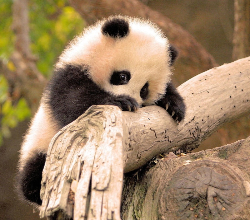 baby animals, tree, branch, panda, relaxation, mammal, panda - animal, no people, one animal, animal head, wood - material, timber, portrait, animals, 480P