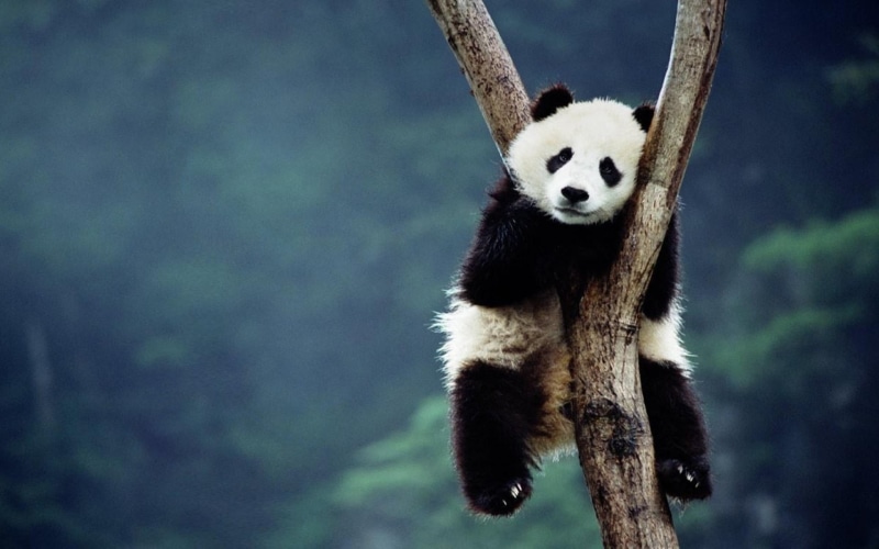 bamboo - plant, vertebrate, no people, tree, nature, animal, focus on foreground, one animal, depth of field, animal wildlife, animals in the wild, branch