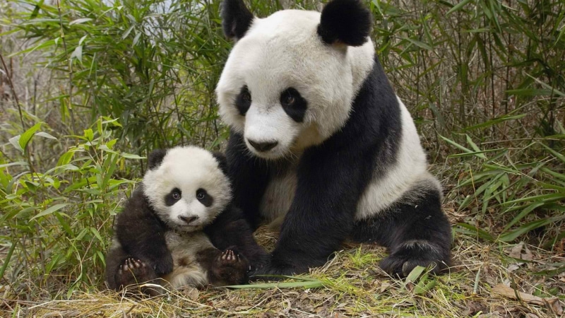bear, plant, 1080P, vertebrate, nature, white, bamboo - plant, pandas, animal themes, outdoors, panda, animal hair, young animal, panda - animal, mammal