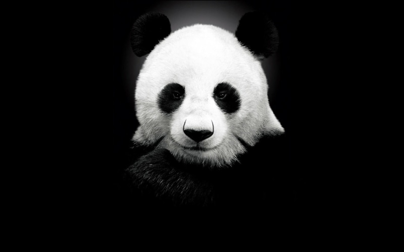 portrait, indoors, white, endangered species, animal head, mammal, close-up, animal themes, herbivorous, panda - animal, looking at camera, copy space