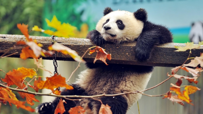 leaves, panda, wild animal, 4K, panda bear, bear, cute, wood, autumn